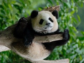 Giant panda, Chengdu
