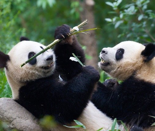 Giant pandas, Chengdu